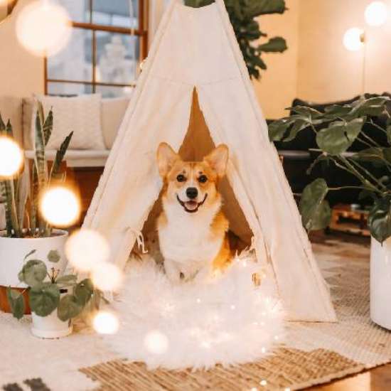 Πώς τα κατοικίδια επηρεάζουν τη διακόσμηση και το στυλ του σπιτιού σου!