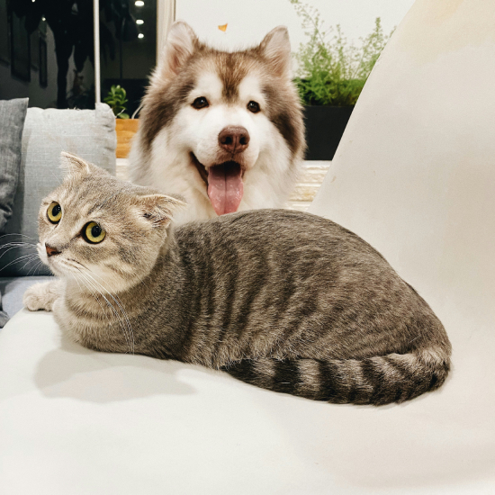 Μιλούν χωρίς λόγια: Τι σου λέει ο σκύλος και η γάτα σου – αν μάθεις να ακούς