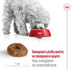 ROYAL CANIN AGEING DOG 12 PLUS MINI 1.5kg