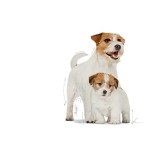 ROYAL CANIN STARTER MOTHER AND BABYDOG MINI 4kg