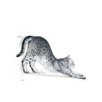 ROYAL CANIN INDOOR27 ADULT CAT 2kg