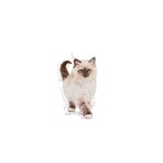 ROYAL CANIN KITTEN 400gr