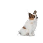 ROYAL CANIN PUPPY DOG XSMALL 1.5kg