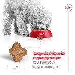 ROYAL CANIN ADULT DOG 8 PLUS MINI 2kg