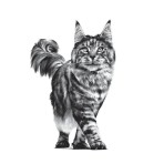 ROYAL CANIN VETERINARY DIET ADULT CAT RENAL BEEF THIN SLICES IN GRAVY POUCH 85GR ROYAL CANIN VETERINARY DIET ADULT CAT RENAL BEEF THIN SLICES IN GRAVY POUCH 85GR