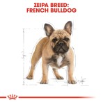 ROYAL FRENCH BULLDOG ADULT DOG 3kg