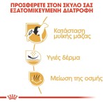 ROYAL FRENCH BULLDOG ADULT DOG 3kg