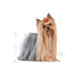 ROYAL CANIN YORKSHIRE TERRIER ADULT DOG 1.5kg ROYAL CANIN YORKSHIRE TERRIER ADULT DOG 1.5kg