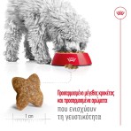 ROYAL CANIN ADULT DOG MINI 4kg