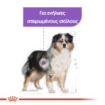 ROYAL CANIN STERILISED MEDIUM ADULT DOG 12kg ROYAL CANIN STERILISED MEDIUM ADULT DOG 12kg