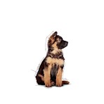 ROYAL CANIN PUPPY DOG MAXI CHUNKS IN GRAVY POUCH 10x140gr