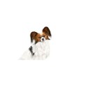 ROYAL CANIN ADULT DOG XSMALL MORSELS IN GRAVY POUCH 12x85gr ROYAL CANIN ADULT DOG XSMALL MORSELS IN GRAVY POUCH 12x85gr