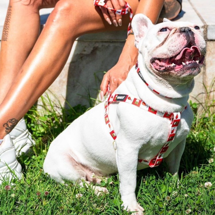 GO GET ΣΑΜΑΡΑΚΙ ΣΚΥΛΟΥ ΤΥΠΟΥ Α CHICK N FRIES XSMALL 1 x 26 ΕΩΣ 40CM GO GET ΣΑΜΑΡΑΚΙ ΣΚΥΛΟΥ ΤΥΠΟΥ Α CHICK N FRIES XSMALL 1 x 26 ΕΩΣ 40CM