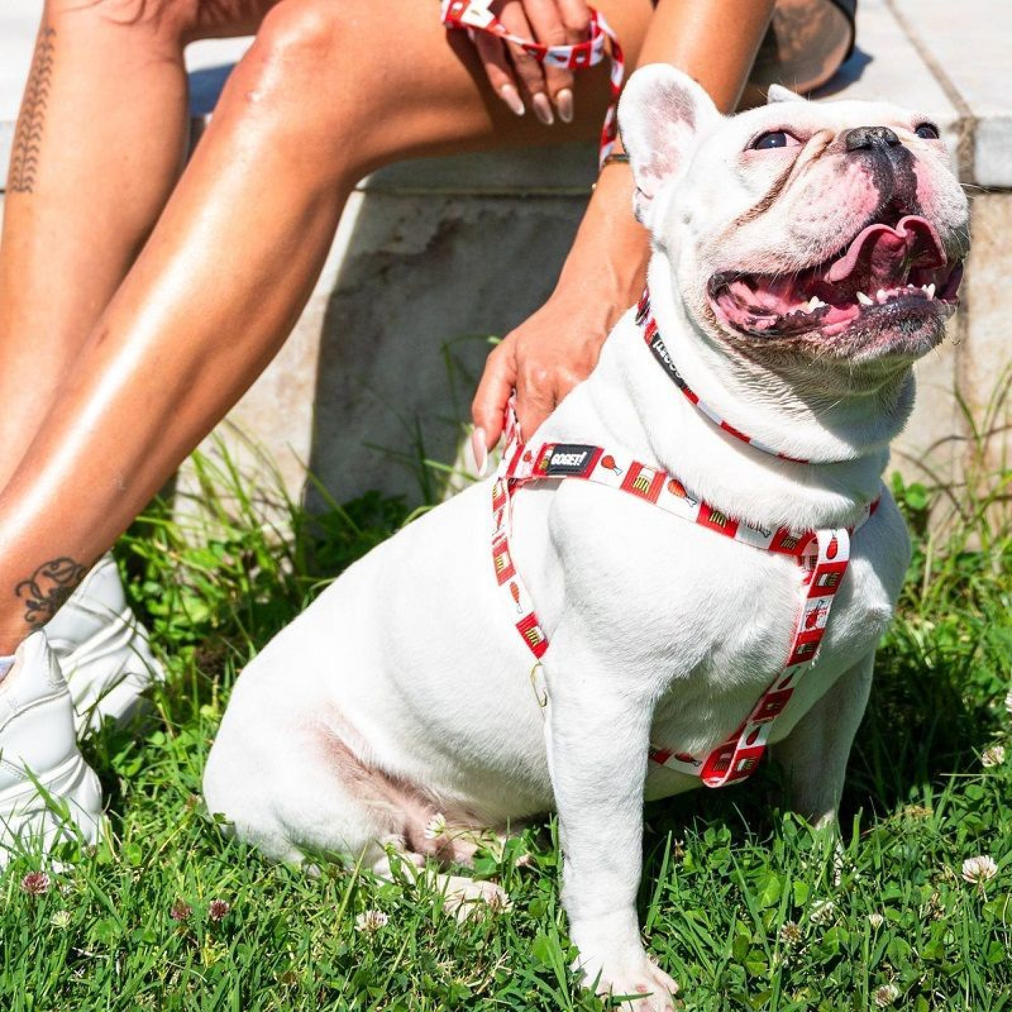 GO GET ΣΑΜΑΡΑΚΙ ΣΚΥΛΟΥ ΤΥΠΟΥ Α CHICK N FRIES SMALL 1.5 x 35 ΕΩΣ 50CM