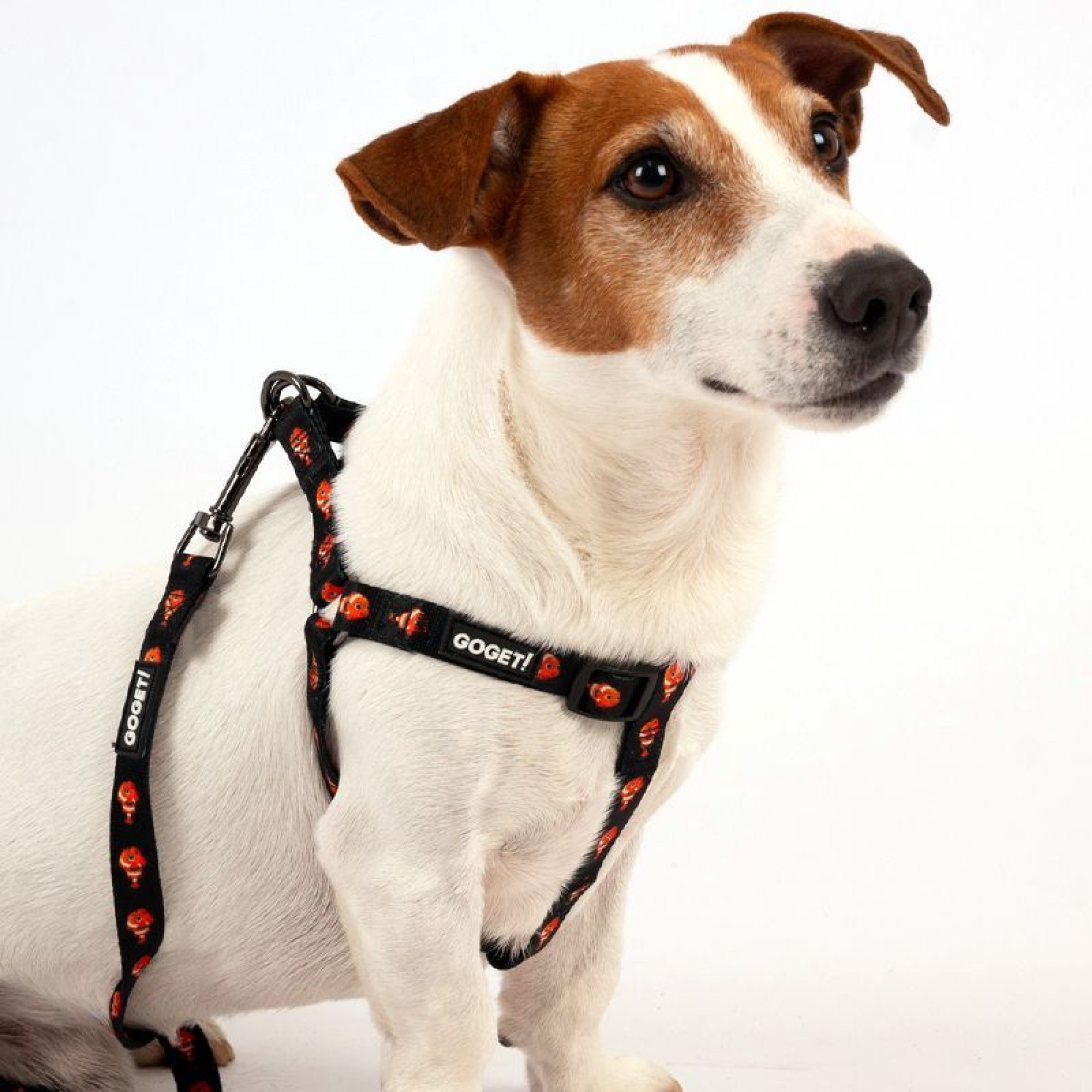 GO GET ΣΑΜΑΡΑΚΙ ΣΚΥΛΟΥ ΤΥΠΟΥ Α CLOWNFISH MEDIUM 2 x 40 ΕΩΣ 60CM